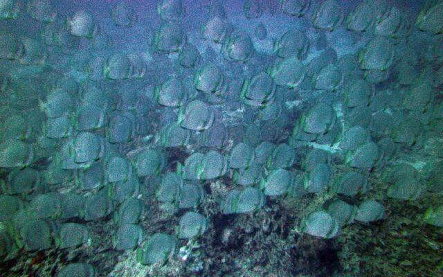 Tropico Scuba Diving Resort