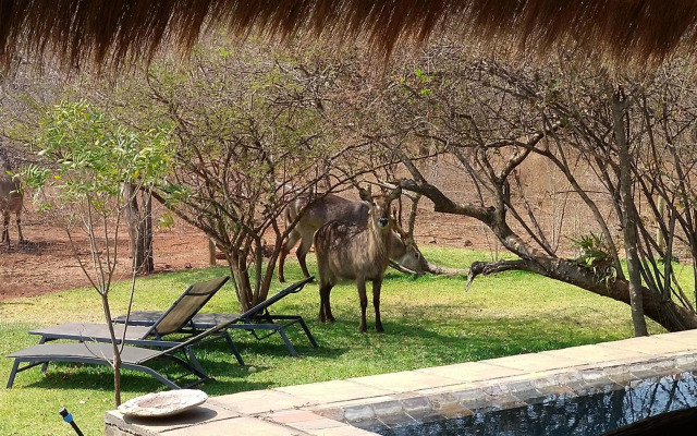 Call of the Wild Lodge