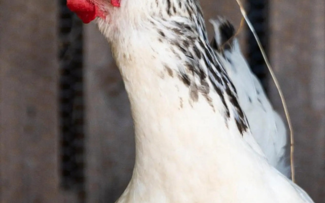 Quinta biológica, com vista, na Serra de Sintra