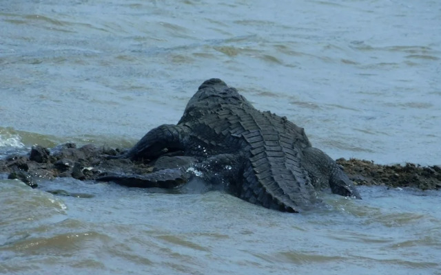 Yala Avian Eye Safari