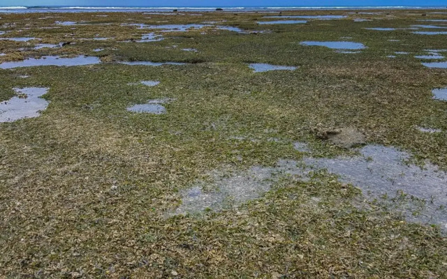 The Reef 077
