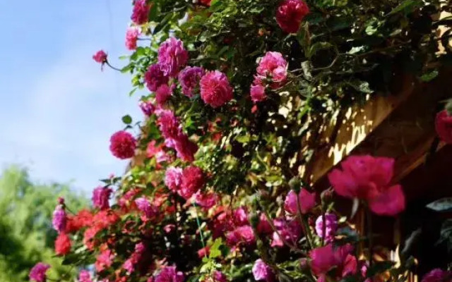Meet Garden Inn