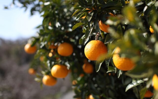 Setouchi Villa Diary Ohshibajima