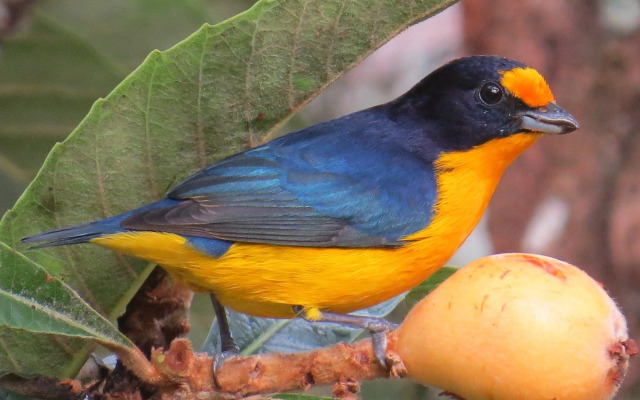Plaza Caldas da Imperatriz Resort & Spa