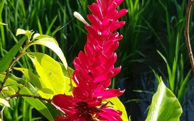 Puri Raya Villa Ubud