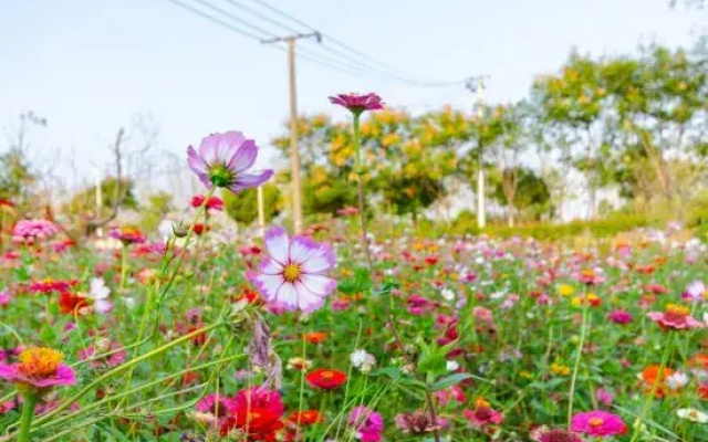 YunLu Homestay (Shanghai International Tourism Resort)