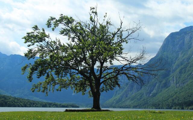 Charming Apartment in Bohinjska Bistrica with Barbecue