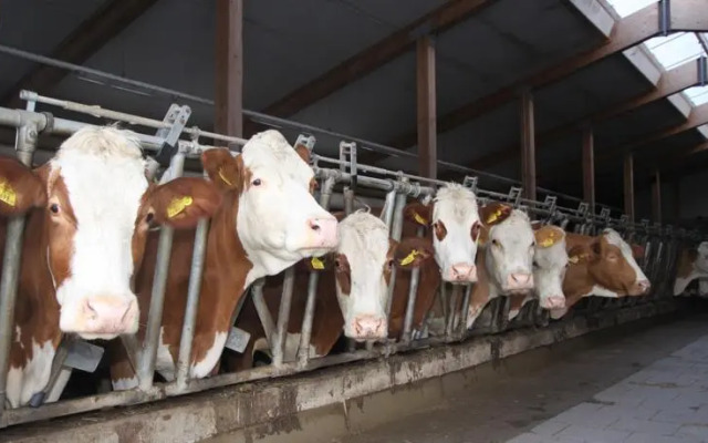 Ferienhaus Bogstlhof