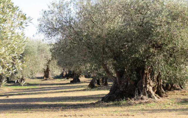 Self Catering Can Cabano for 8 People