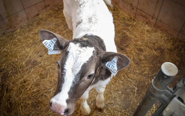 Stubaier Bauern Appartement