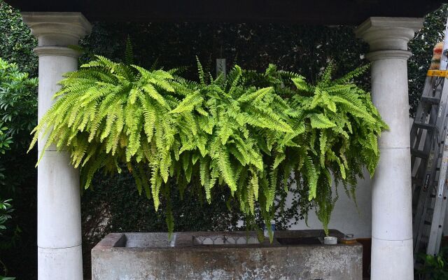 Meson del Alferez Coatepec