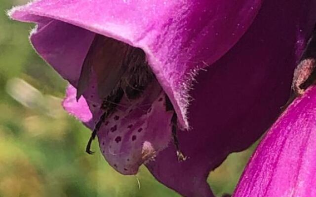 Lynwood House Self Contained Studio