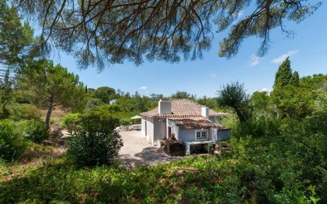 Pine Tree House in Azeit o