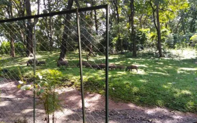 Wild Window - Forest View Homestay