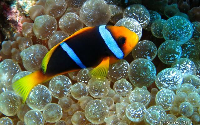 Viani Bay Resort at Dive Academy Fiji