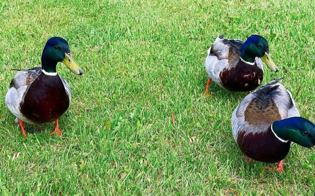 Дом на Валдае. Отдых у озера