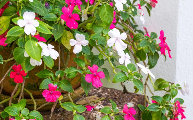 Quinta biológica, com vista, na Serra de Sintra