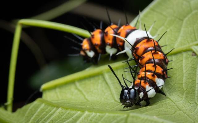 Batchelor Butterfly Farm