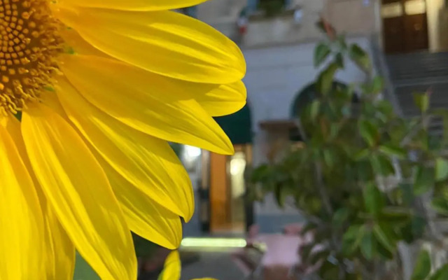 Rental House Angelina