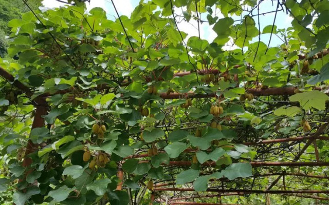 Tako & Irakli Guesthouse