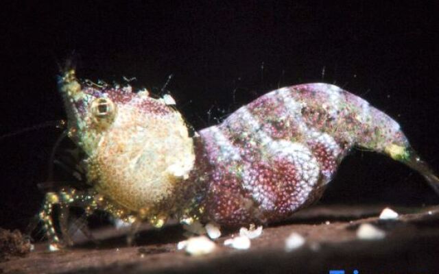 The Three P Beach Resort & Dive Center