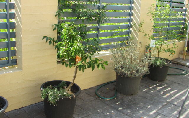 The Pommy Tree