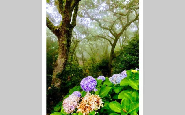 Quinta biológica, com vista, na Serra de Sintra
