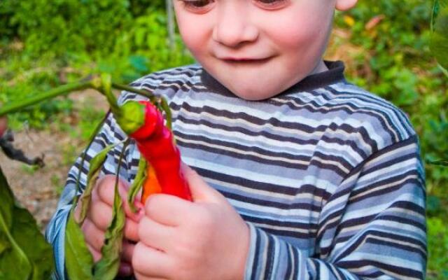 Gartenhotel & Weingut Pfeffel Dürnstein