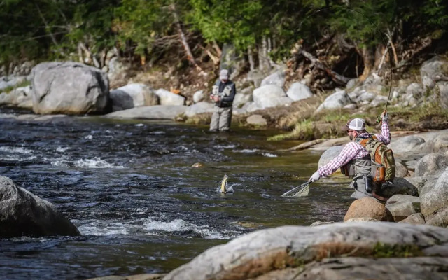 The Hungry Trout