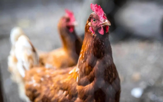 Bed & Breakfast "Bij Lucie"