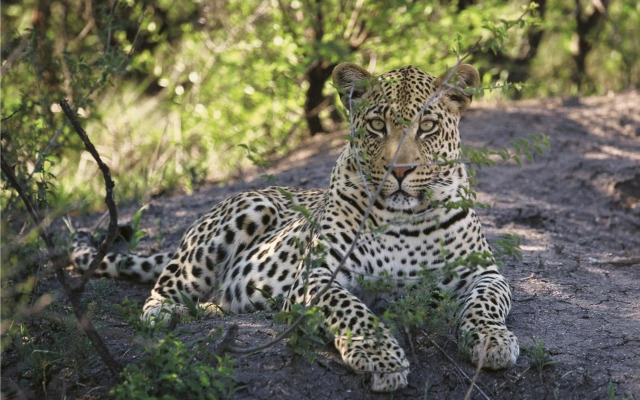 Tuningi Safari Lodge