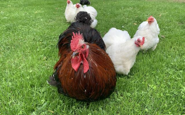 Ferienwohnung Gartenblick