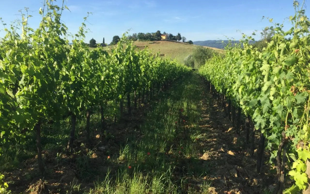 Poggio Alla Pietra 26