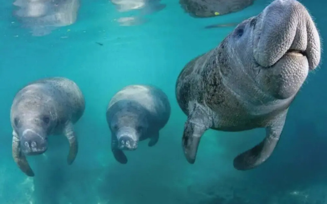 The Happy Haven Near Manatee Tours