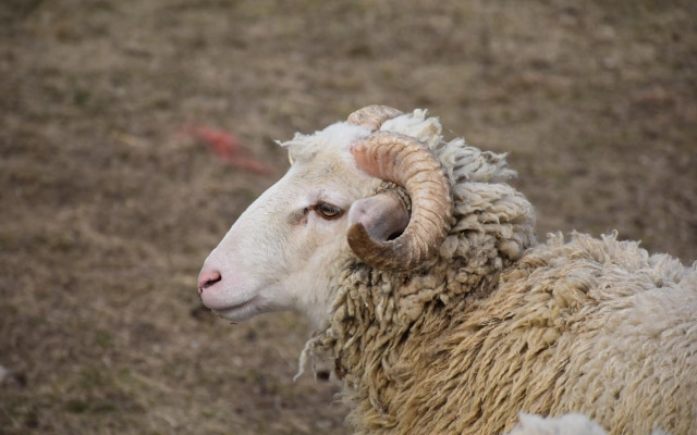 Pilikán Apartments - Park - Vineyard & Sheep farm