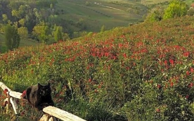 Locanda San Francesco