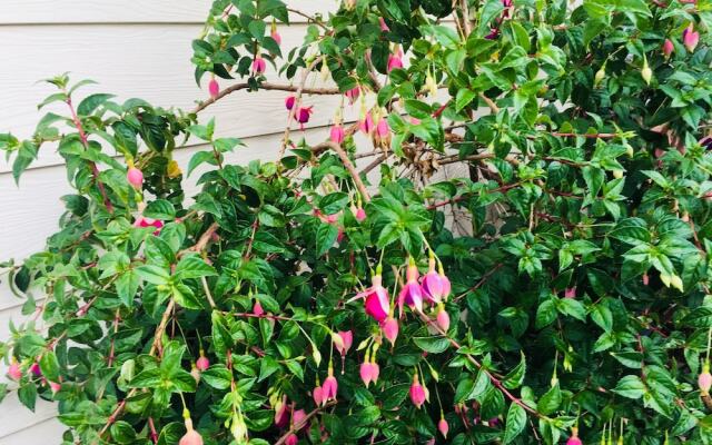 Yarragon 4 Bedroom House in Gippsland