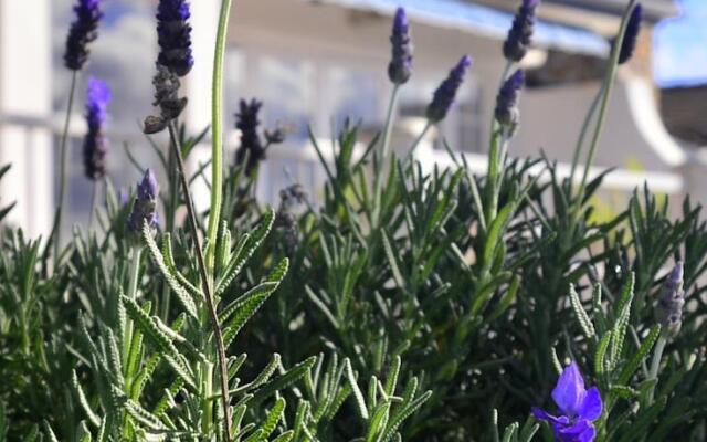 Lavender Terrace B&B