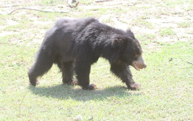 Yala Wilderness Safari Camp