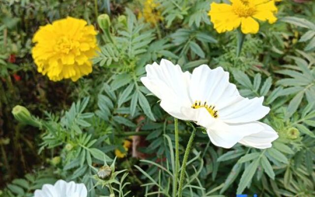 Tengchong Yuegu Hot Spring Homestay