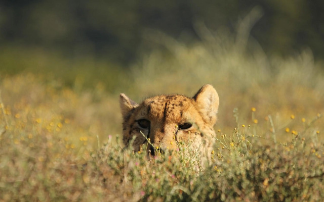 Mount Camdeboo Private Game Reserve by NEWMARK