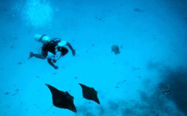 White Coral Rasdhoo