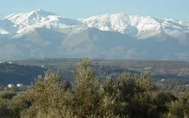 Saint Basil Olive Grove