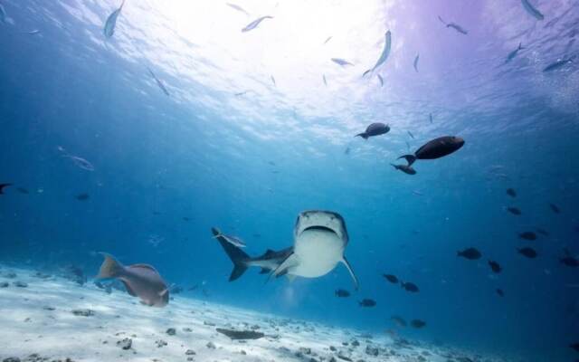 Tiger Shark Residence