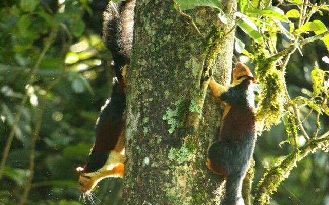 Nature Zone Jungle Resort