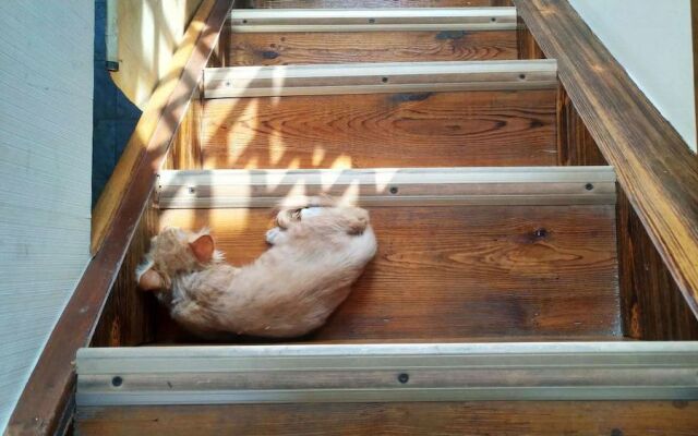 Habitat Quadrangle North Luogu- Flagship