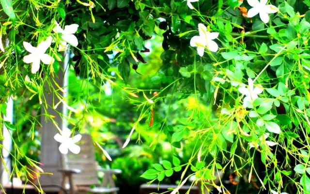Jasmine Villa Homestay