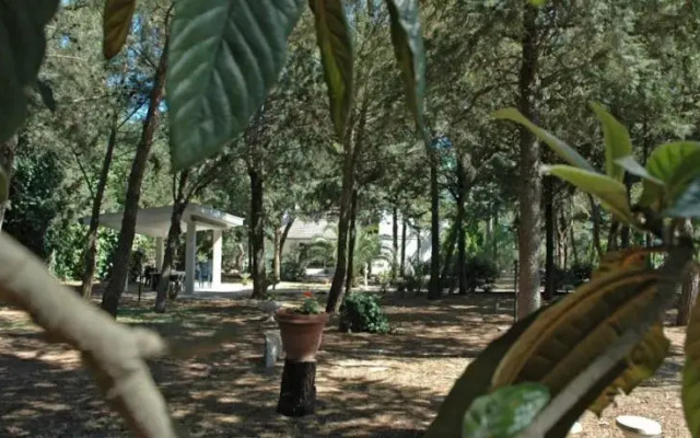 La pineta di Jovia