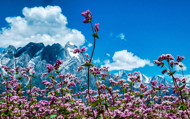 Banjara Camp and Retreat Sangla