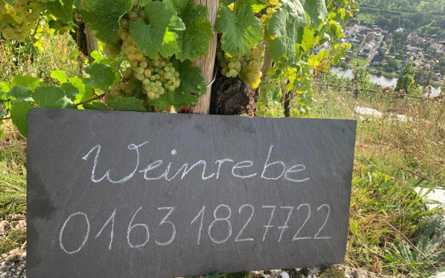 Weinrebe